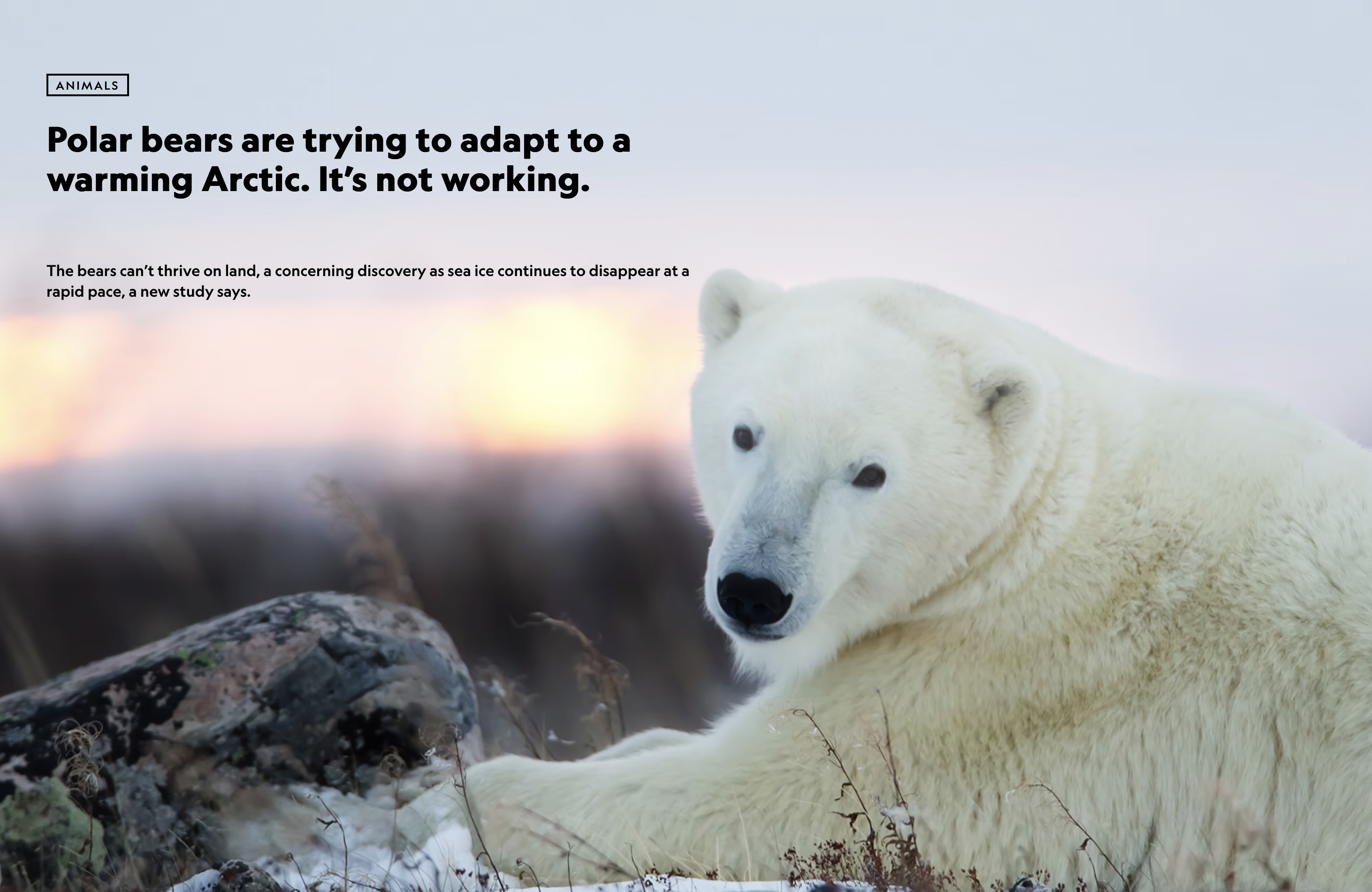 Polar bears in the Arctic