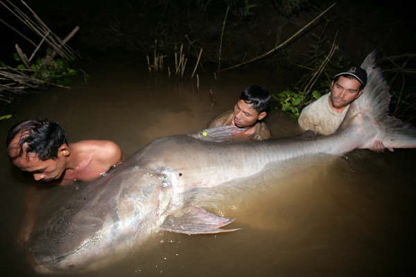 Mekong giant catfish held in the water by three men at night