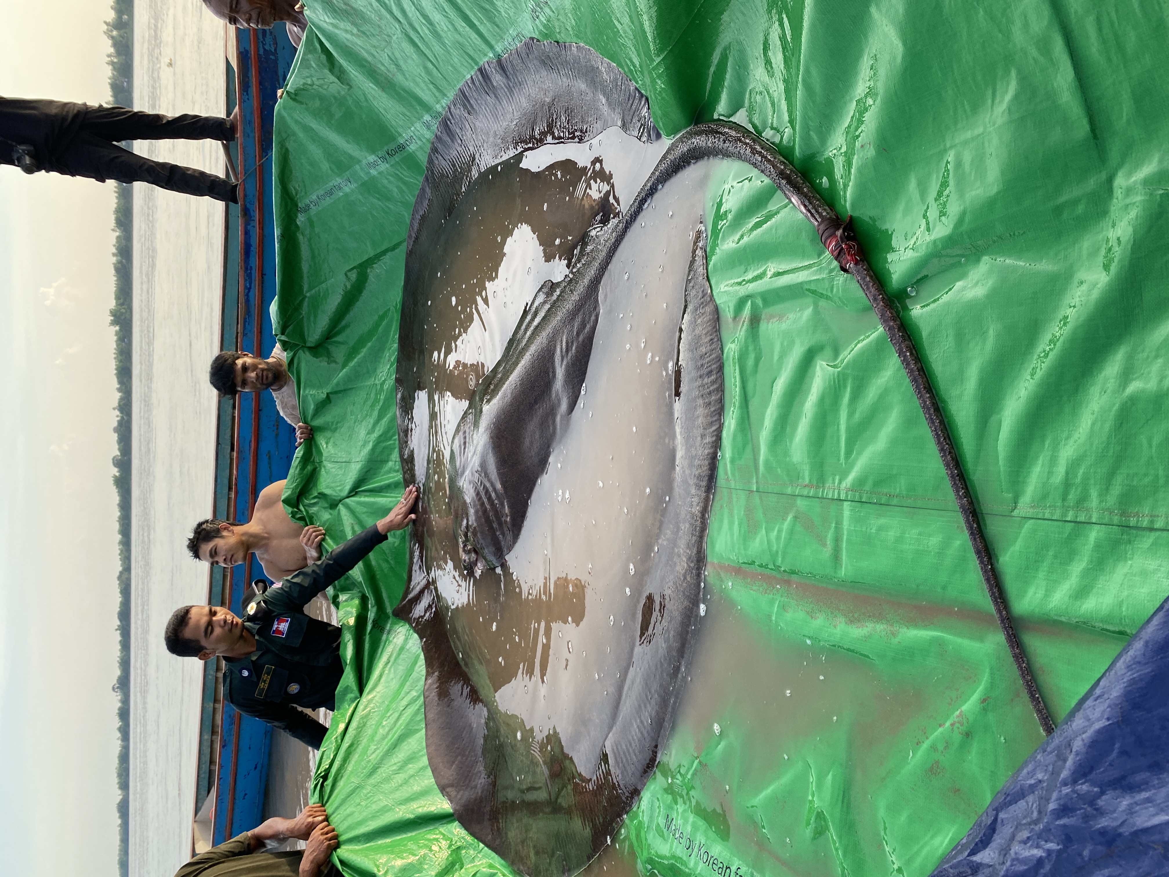 World record giant freshwater stingray